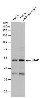 NKAP Antibody in Western Blot (WB)