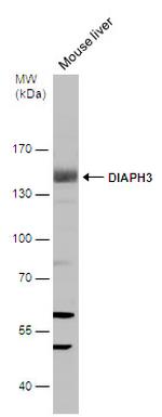 DIAPH3 Antibody in Western Blot (WB)