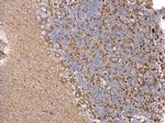 CHRDL1 Antibody in Immunohistochemistry (Paraffin) (IHC (P))