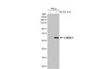 CHRDL1 Antibody in Western Blot (WB)