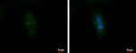 CD99L2 Antibody in Immunocytochemistry (ICC/IF)