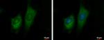 GFM2 Antibody in Immunocytochemistry (ICC/IF)