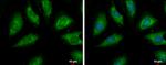 PSRC1 Antibody in Immunocytochemistry (ICC/IF)