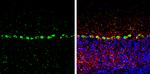 PSRC1 Antibody in Immunohistochemistry (Frozen) (IHC (F))