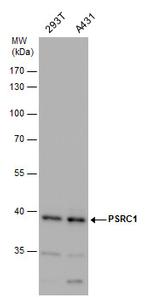 PSRC1 Antibody in Western Blot (WB)