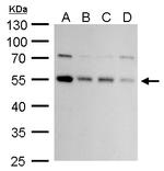 ATG4C Antibody in Western Blot (WB)