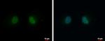 PSKH2 Antibody in Immunocytochemistry (ICC/IF)