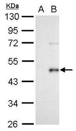 WNT3A Antibody in Western Blot (WB)