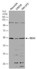 BBS4 Antibody in Western Blot (WB)