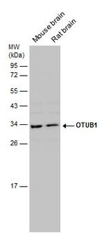 OTUB1 Antibody in Western Blot (WB)