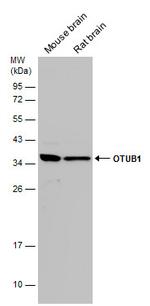 OTUB1 Antibody in Western Blot (WB)