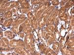 IRAK1BP1 Antibody in Immunohistochemistry (Paraffin) (IHC (P))