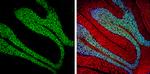 NeuN Antibody in Immunohistochemistry (Frozen) (IHC (F))