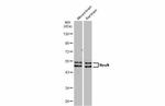 NeuN Antibody in Western Blot (WB)