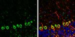 SAPAP1 Antibody in Immunohistochemistry (Frozen) (IHC (F))