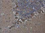 SAPAP1 Antibody in Immunohistochemistry (Paraffin) (IHC (P))