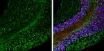 ABAT Antibody in Immunohistochemistry (Frozen) (IHC (F))