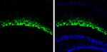 HCN1 Antibody in Immunohistochemistry (Frozen) (IHC (F))