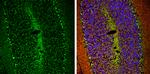 HCN1 Antibody in Immunohistochemistry (Frozen) (IHC (F))