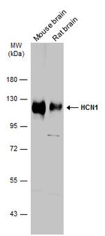 HCN1 Antibody in Western Blot (WB)