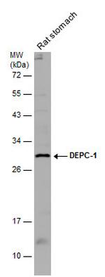 ALKBH3 Antibody in Western Blot (WB)