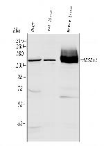 BSEP Antibody in Western Blot (WB)