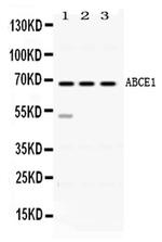 ABCE1 Antibody in Western Blot (WB)