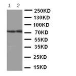 ABCG4 Antibody in Western Blot (WB)