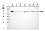 ABCG8 Antibody in Western Blot (WB)