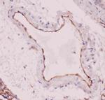 ACE Antibody in Immunohistochemistry (Paraffin) (IHC (P))