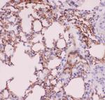 ACE Antibody in Immunohistochemistry (Paraffin) (IHC (P))