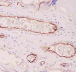 ACE Antibody in Immunohistochemistry (Paraffin) (IHC (P))