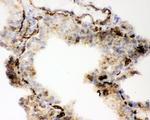 ACE Antibody in Immunohistochemistry (Frozen) (IHC (F))