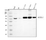 ACSL1 Antibody in Western Blot (WB)