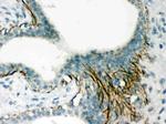 Actin Antibody in Immunohistochemistry (Paraffin) (IHC (P))