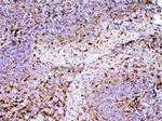 Adenosine Deaminase Antibody in Immunohistochemistry (Paraffin) (IHC (P))