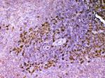 Adenosine Deaminase Antibody in Immunohistochemistry (Paraffin) (IHC (P))