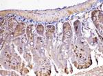 Adenosine Deaminase Antibody in Immunohistochemistry (Paraffin) (IHC (P))