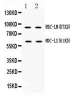 ADAM28 Antibody in Western Blot (WB)