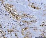 ADK Antibody in Immunohistochemistry (Paraffin) (IHC (P))