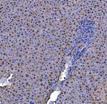 ADK Antibody in Immunohistochemistry (Paraffin) (IHC (P))