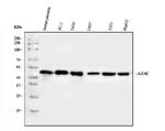 ADK Antibody in Western Blot (WB)