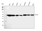 ADK Antibody in Western Blot (WB)