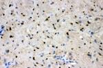 ADO Antibody in Immunohistochemistry (Paraffin) (IHC (P))