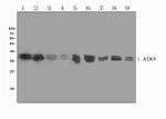 ADO Antibody in Western Blot (WB)