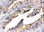 RAGE Antibody in Immunohistochemistry (Paraffin) (IHC (P))