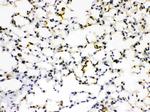 RAGE Antibody in Immunohistochemistry (Paraffin) (IHC (P))