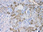 Angiotensinogen Antibody in Immunohistochemistry (Paraffin) (IHC (P))