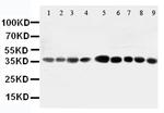 AIMP2 Antibody in Western Blot (WB)