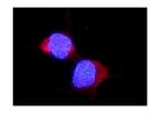 ALDH2 Antibody in Immunocytochemistry (ICC/IF)